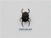 藏品(金龜子科(二))的圖片